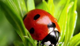 Bakit nangangarap ang ladybug - ano ang sinasabi ng librong pangarap?